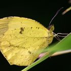 Schmetterling