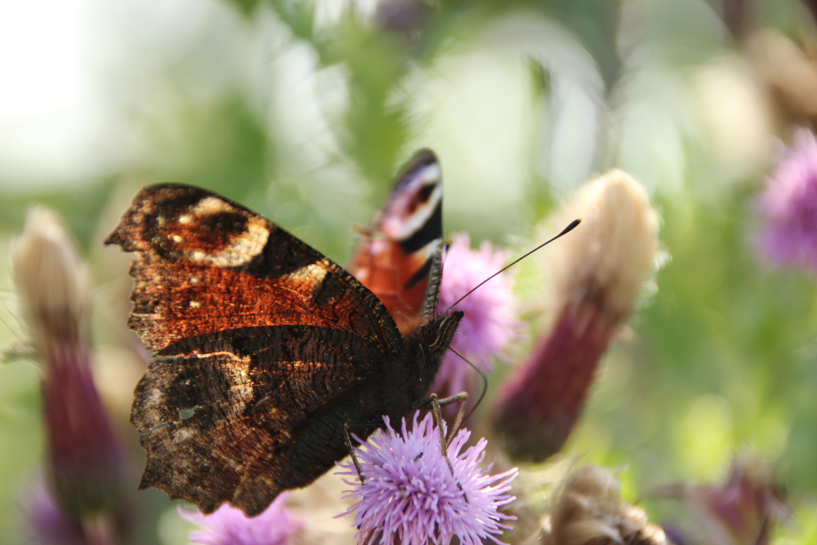 Schmetterling