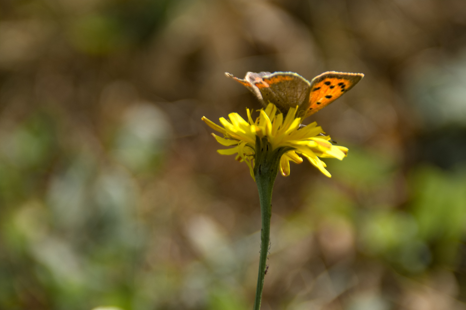 Schmetterling