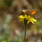 Schmetterling