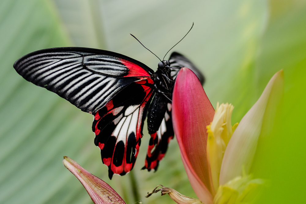 Schmetterling