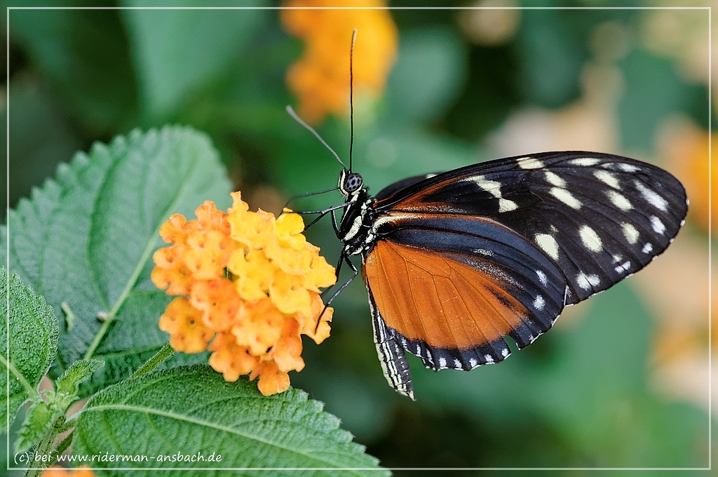 Schmetterling