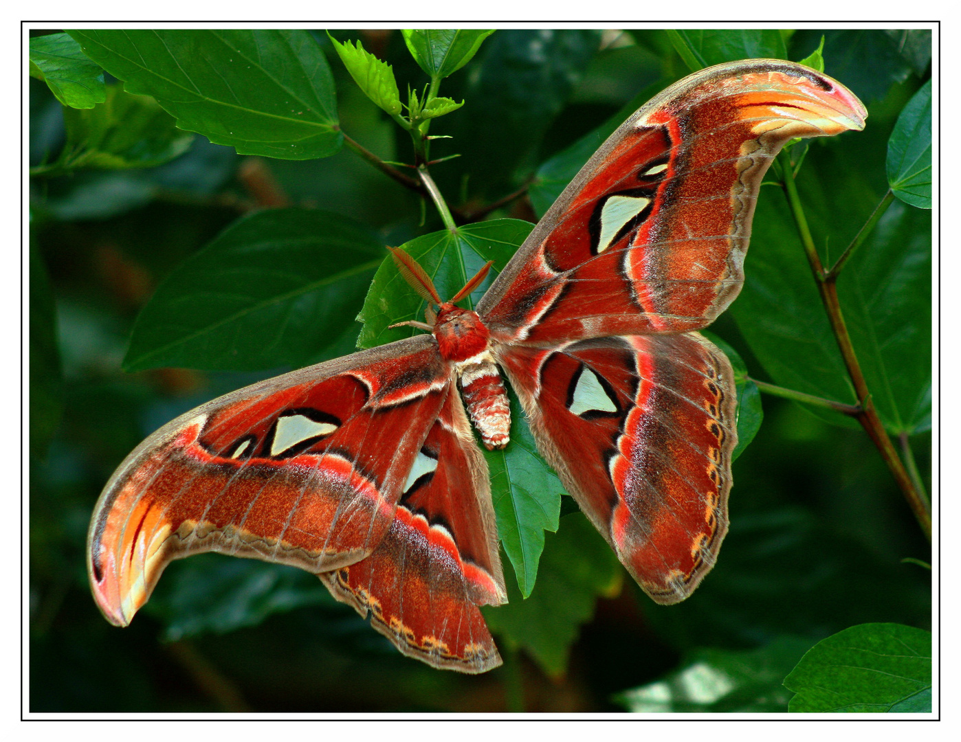 Schmetterling