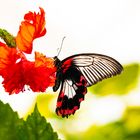 Schmetterling 45  