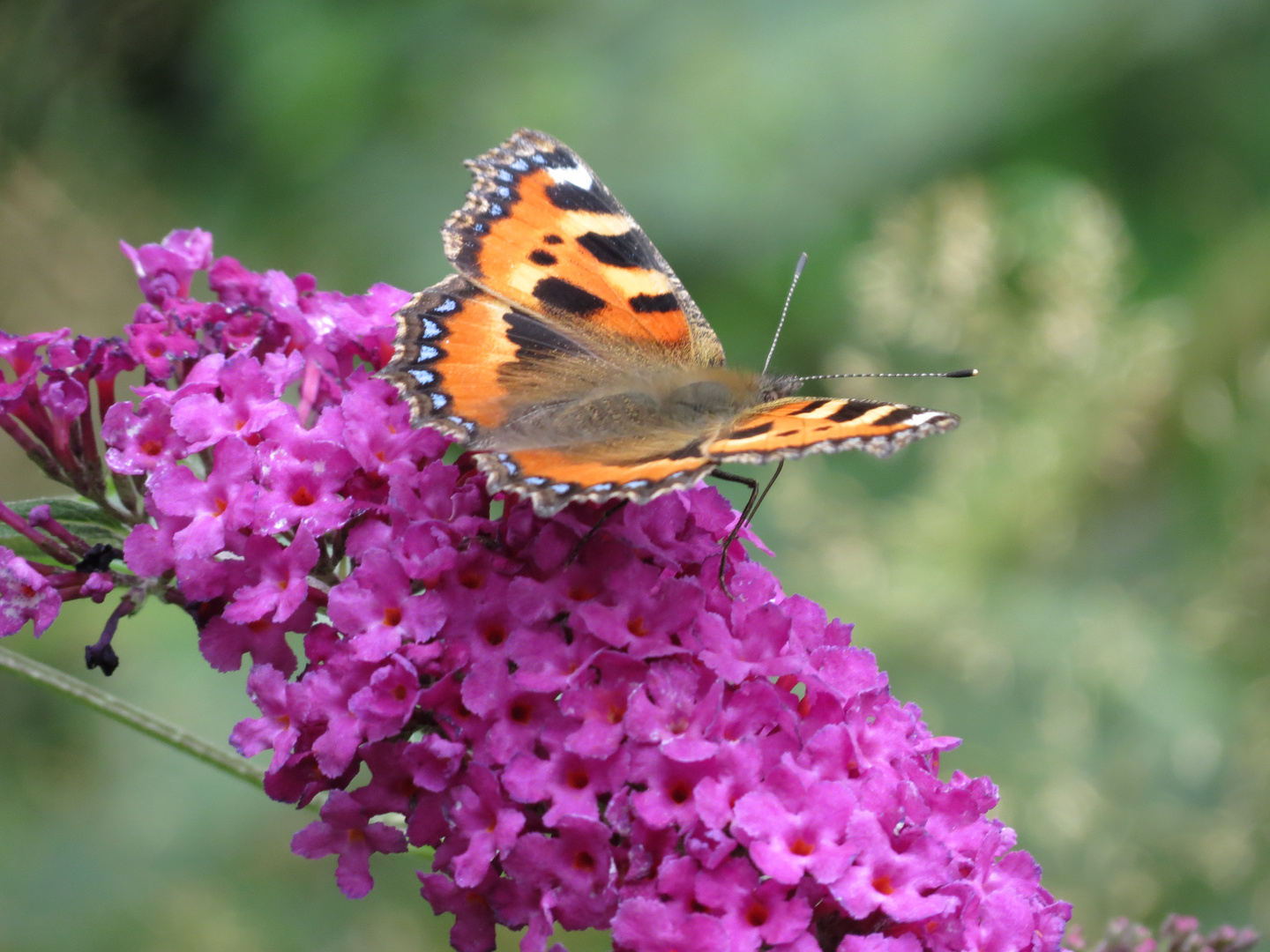 Schmetterling