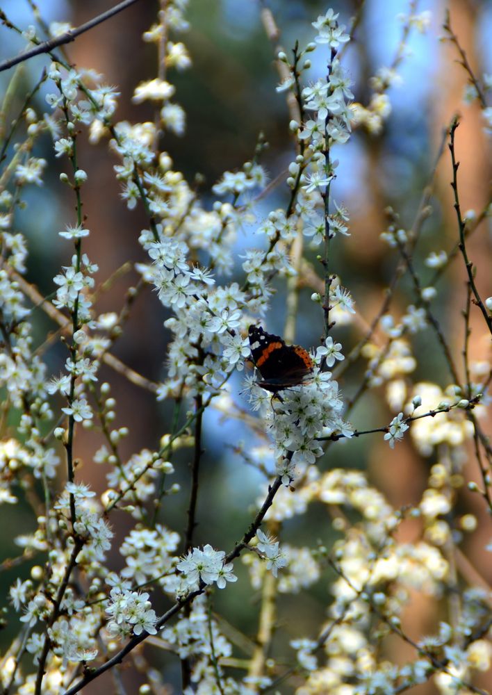 Schmetterling