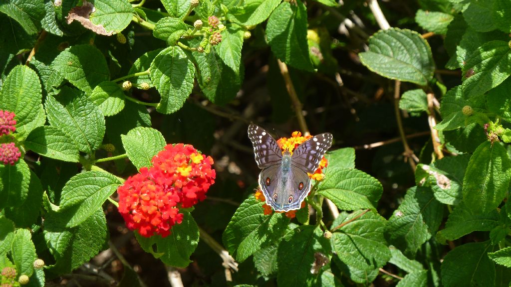 Schmetterling