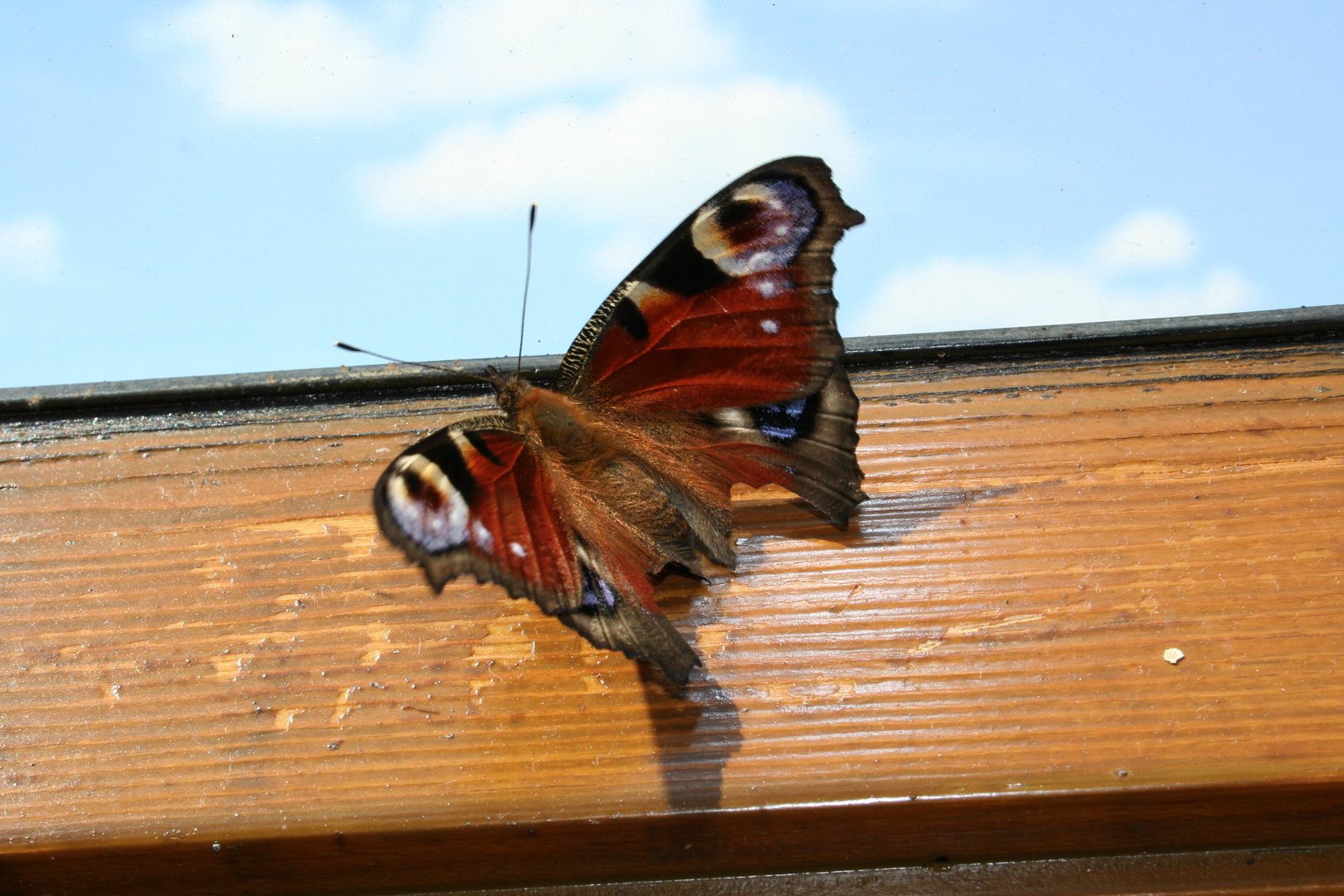 Schmetterling