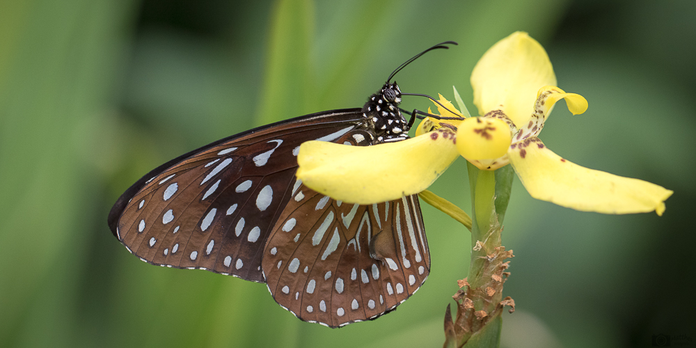 Schmetterling