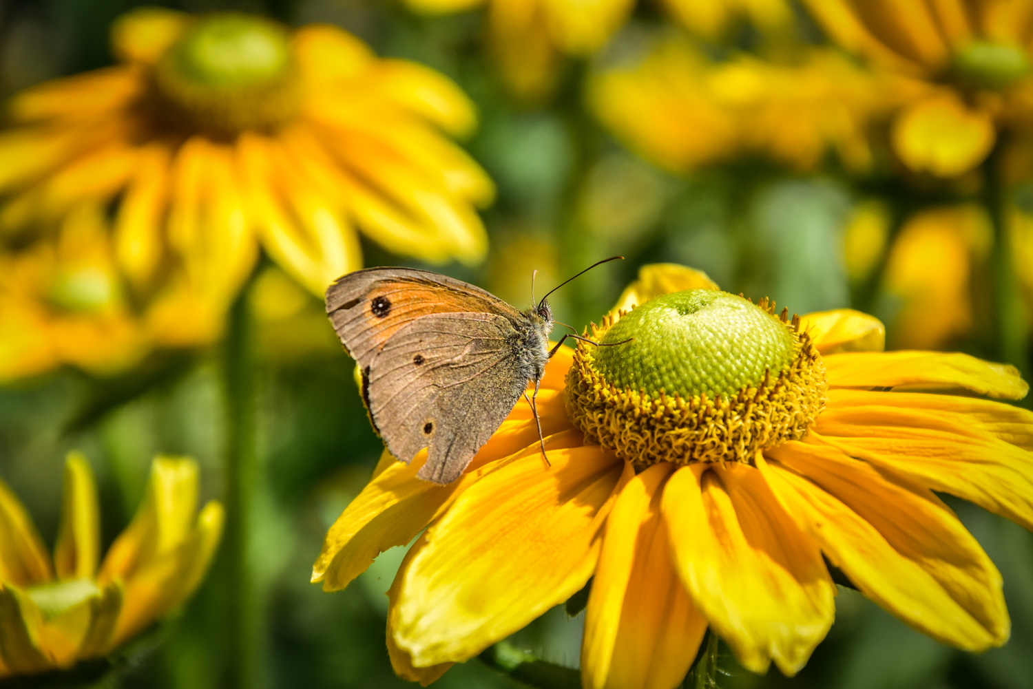 Schmetterling