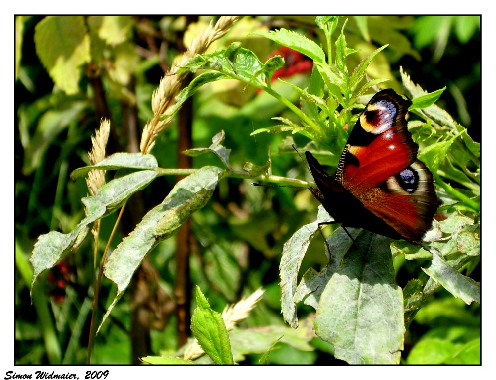 Schmetterling