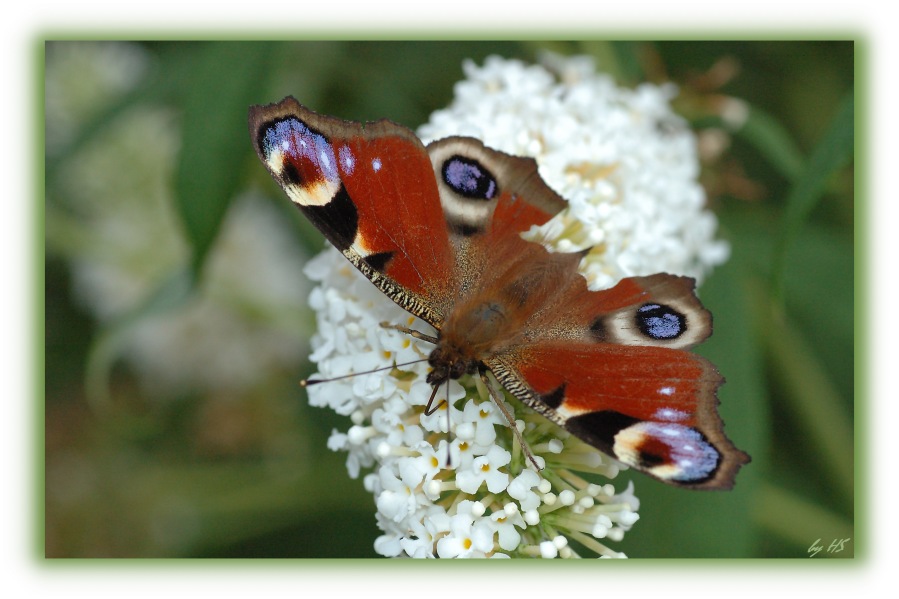 Schmetterling