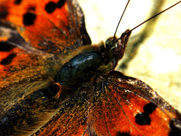 Schmetterling