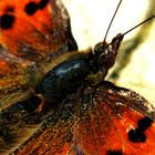 Schmetterling