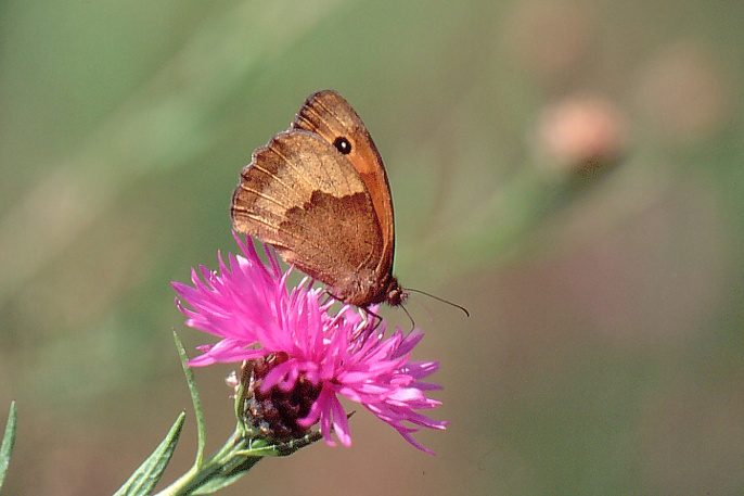 Schmetterling