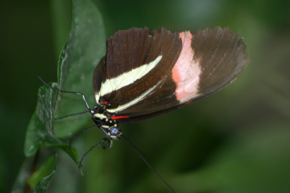 Schmetterling