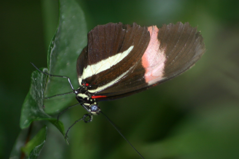 Schmetterling Foto & Bild | tiere, tierdetails, natur Bilder auf