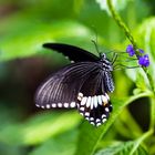 Schmetterling 46