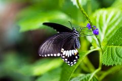 Schmetterling 46