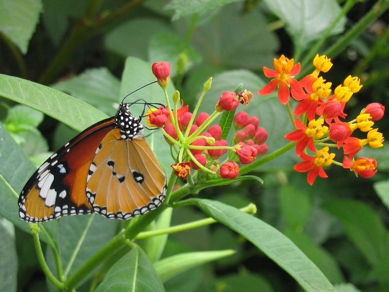 Schmetterling