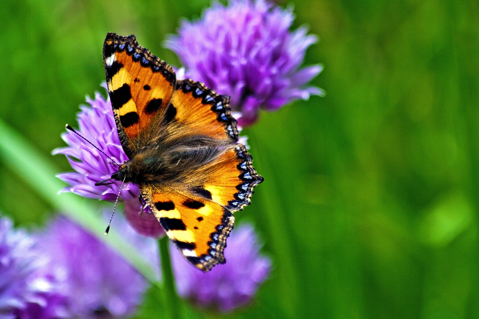 Schmetterling