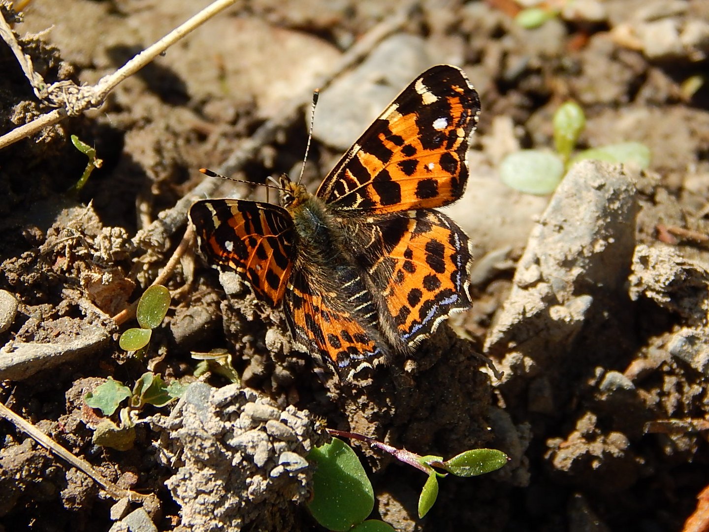 Schmetterling...