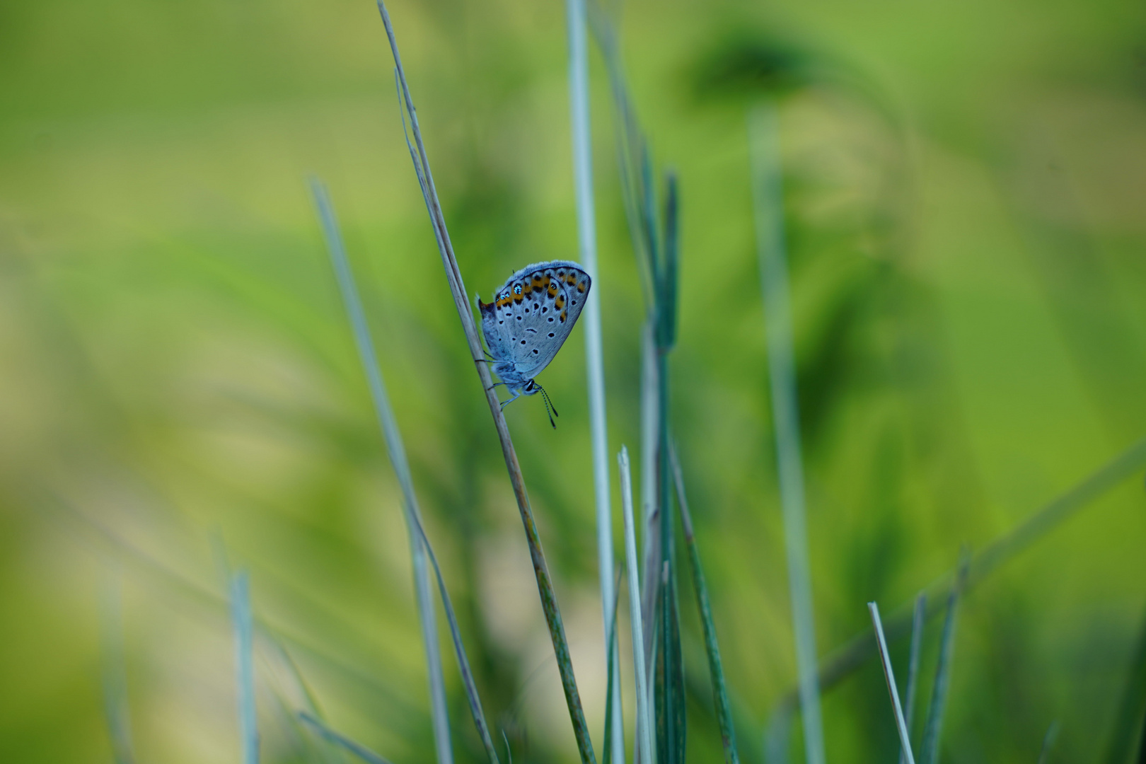 Schmetterling