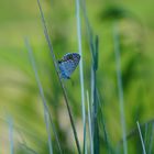 Schmetterling