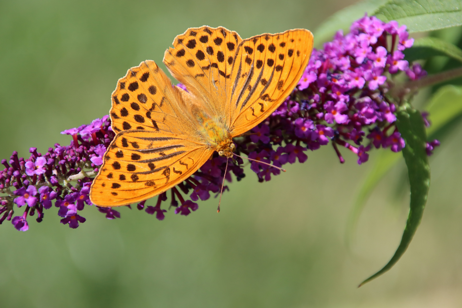 Schmetterling