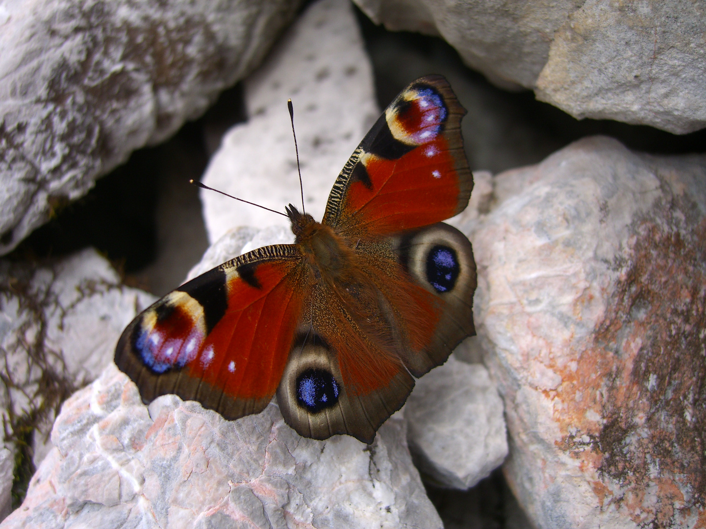 Schmetterling