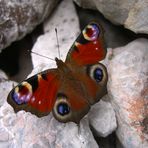 Schmetterling