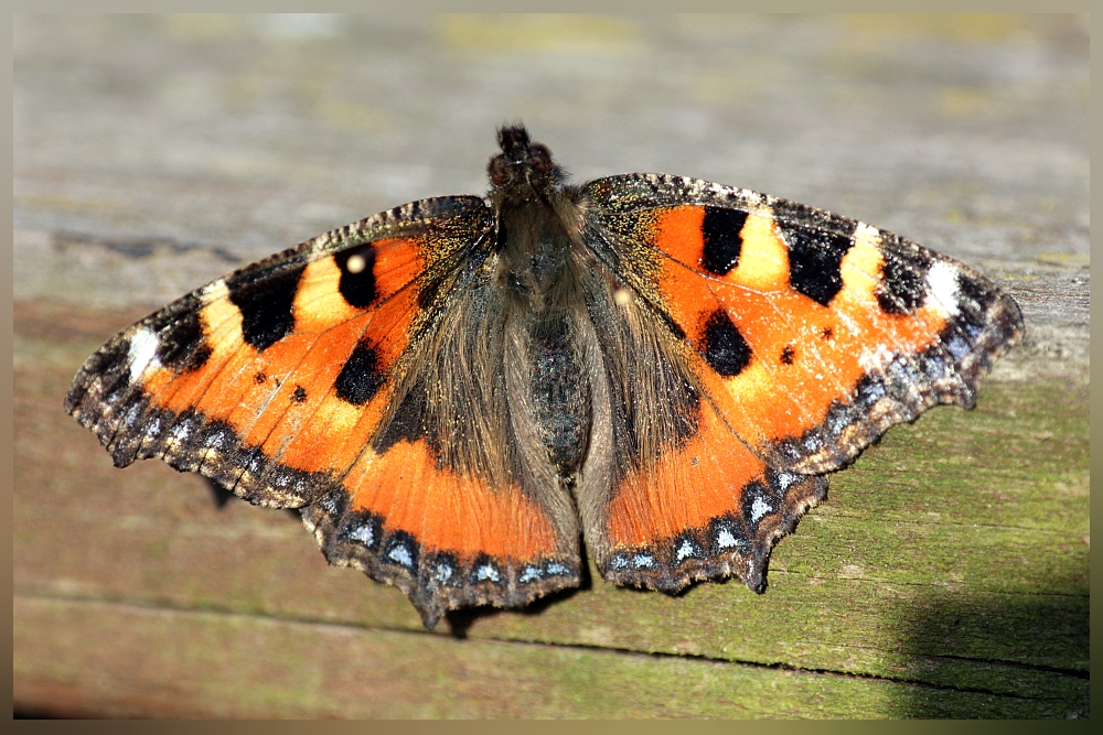 Schmetterling