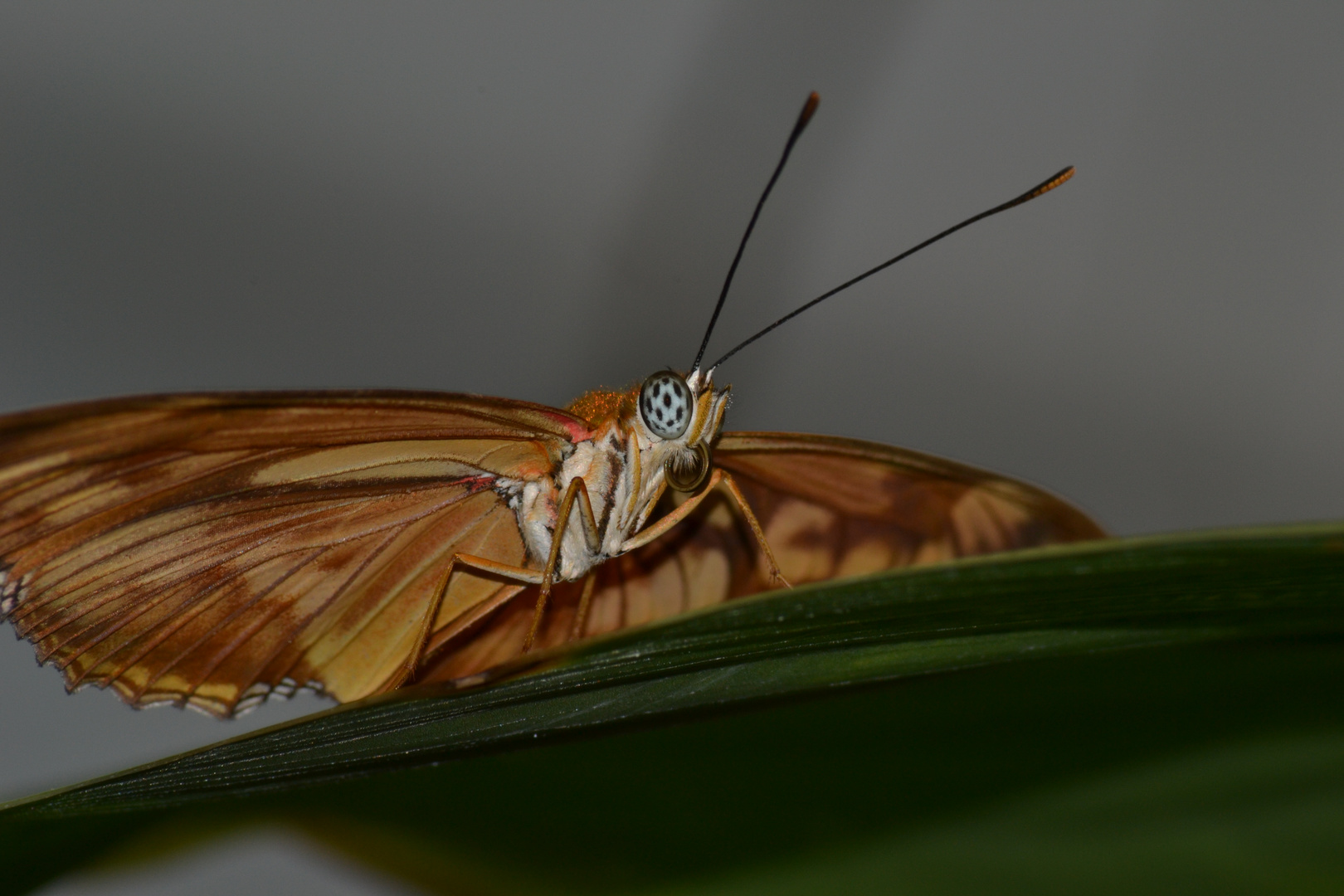 Schmetterling