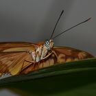 Schmetterling