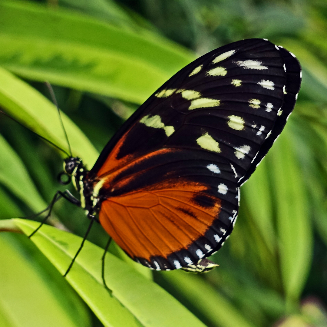 Schmetterling