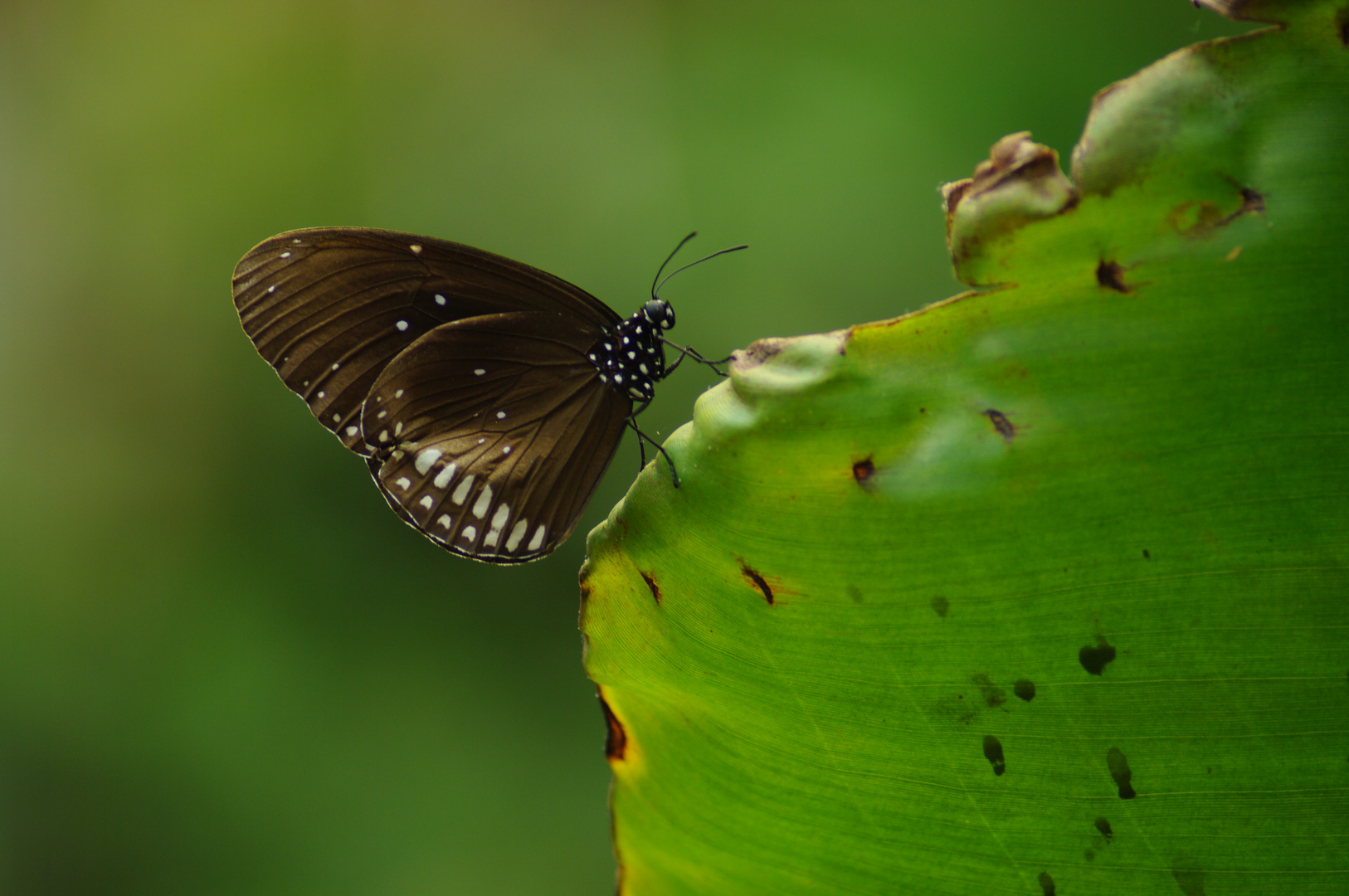 Schmetterling