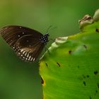 Schmetterling