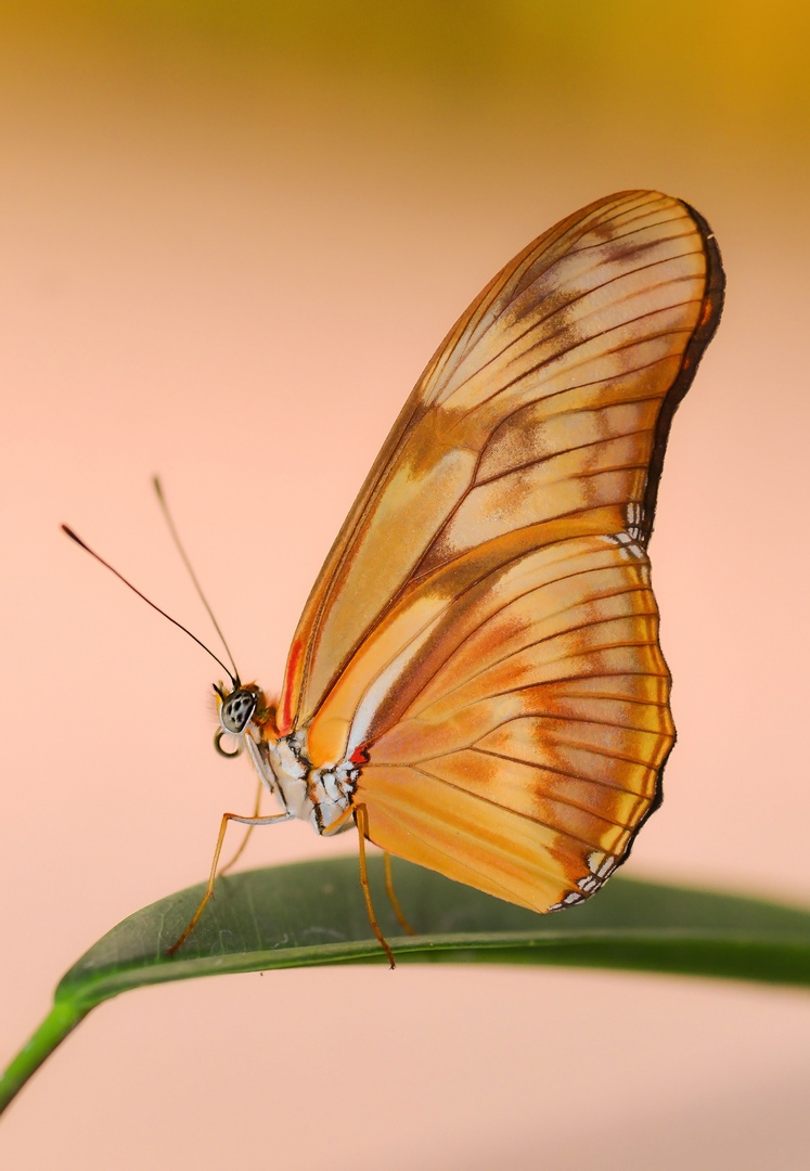 Schmetterling 