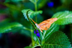 Schmetterling 47