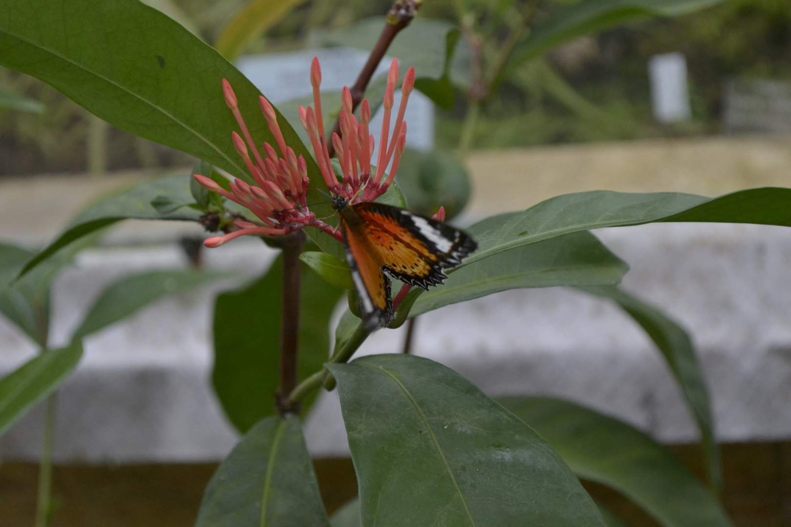 Schmetterling