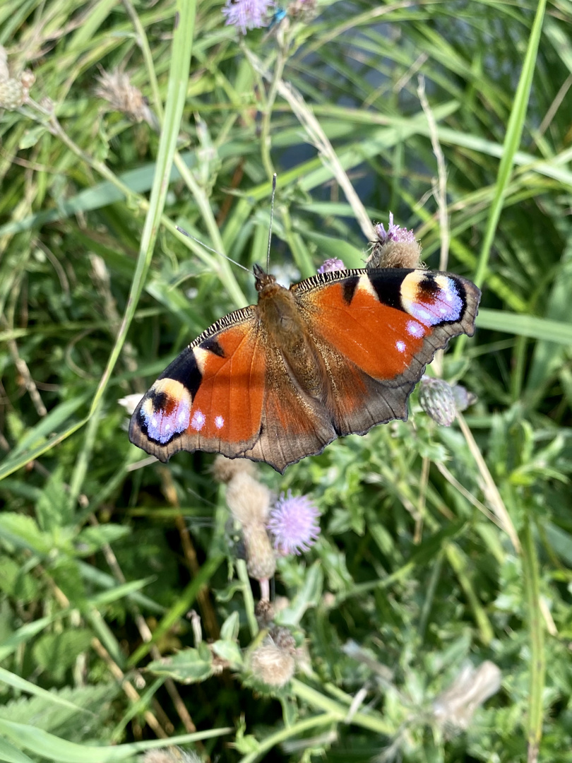 Schmetterling 