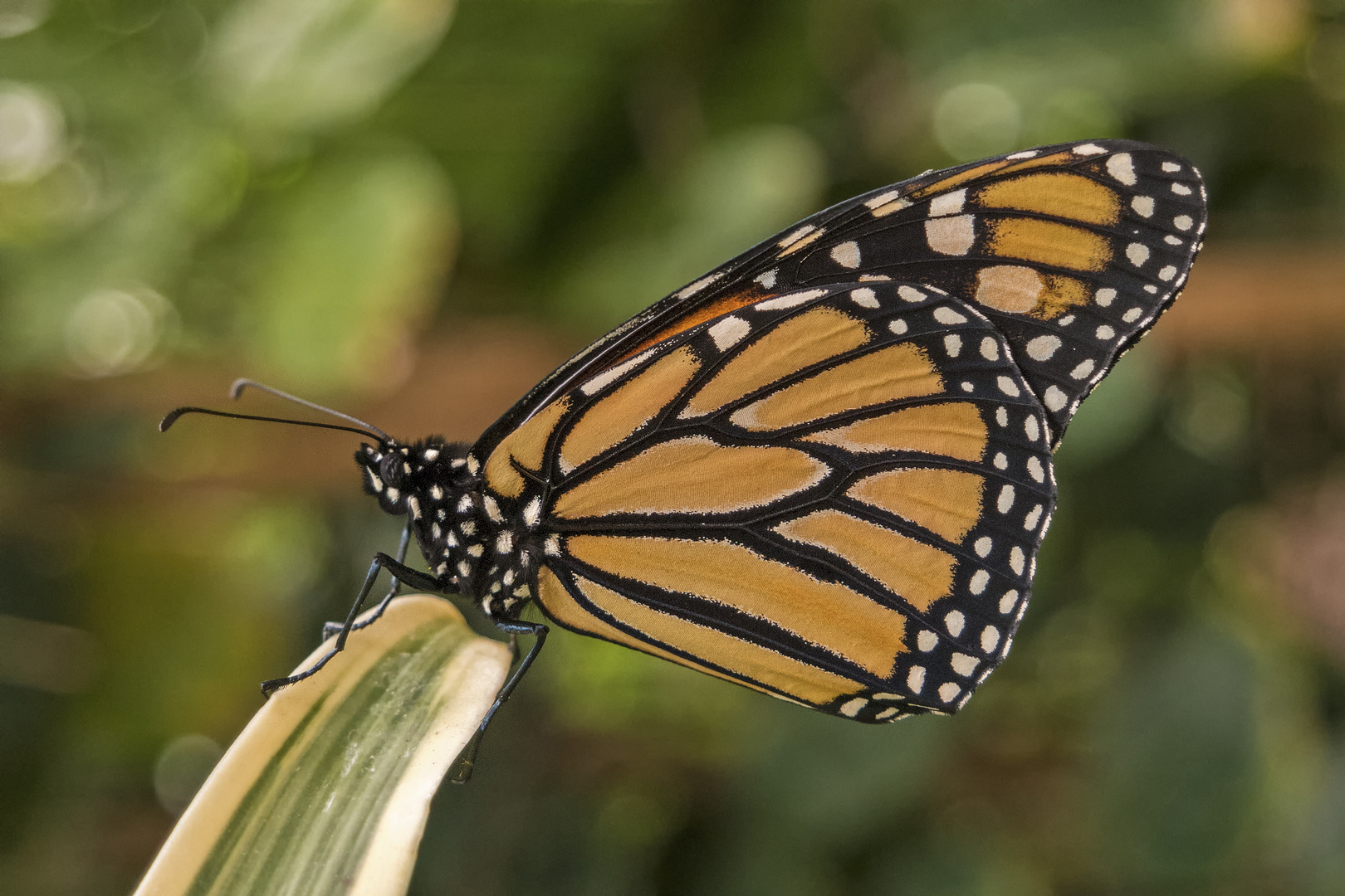 Schmetterling