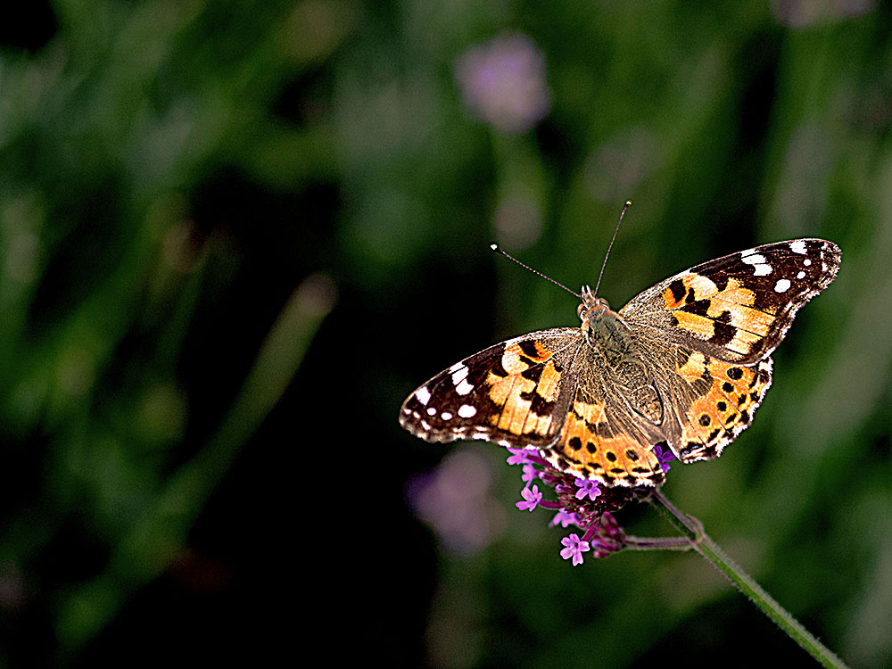 Schmetterling