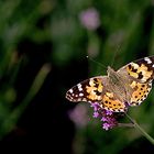 Schmetterling