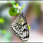 Schmetterling