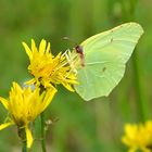 Schmetterling