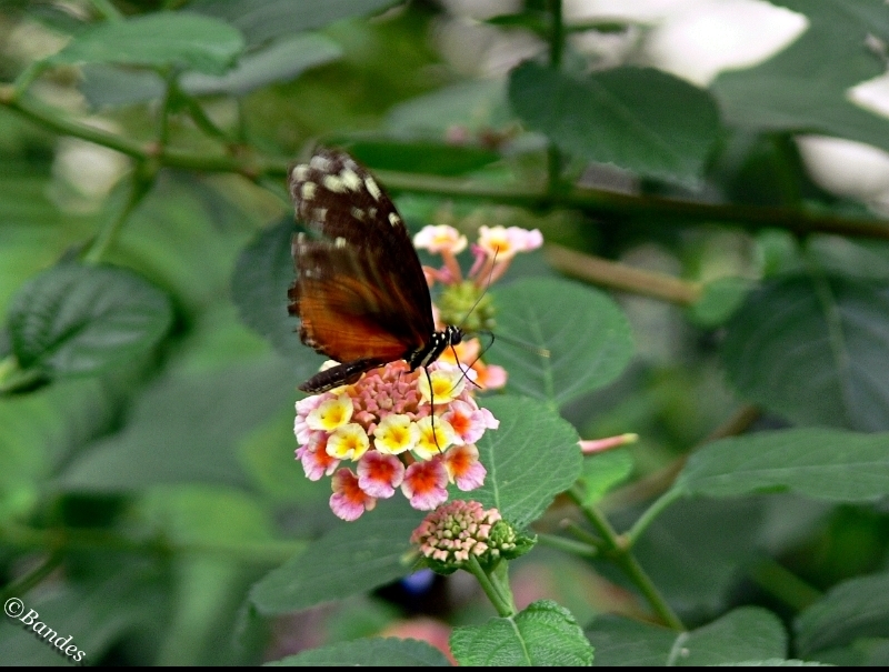 Schmetterling