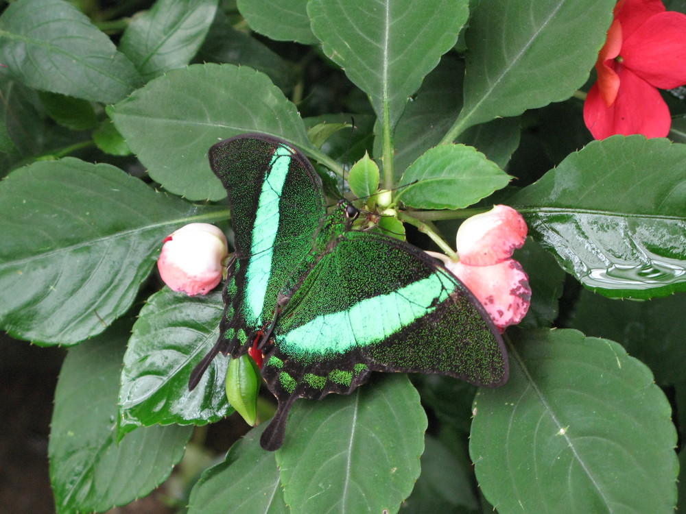 Schmetterling