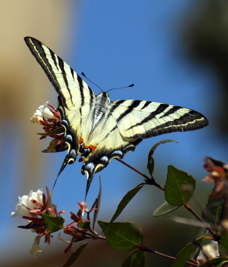 Schmetterling