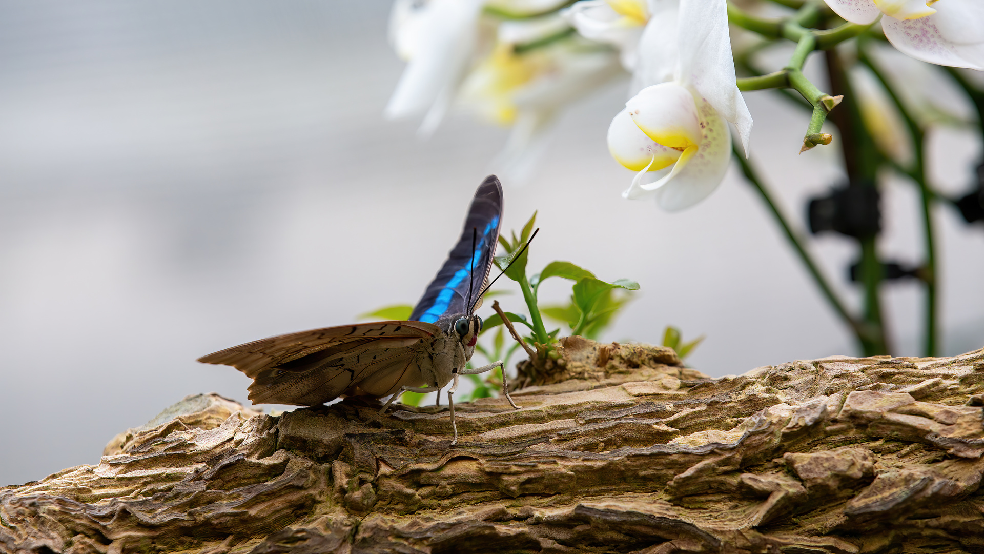 Schmetterling